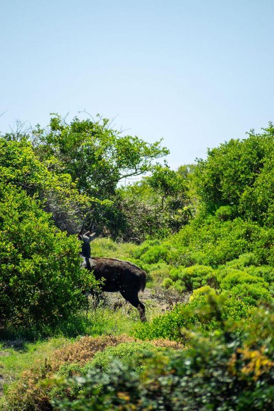 0 Bedroom Property for Sale in Moquini Western Cape